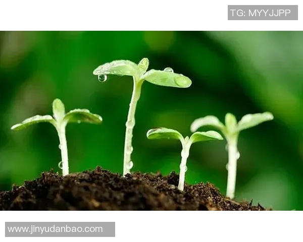 绿色一号足球明星引领环保运动助力可持续发展新潮流